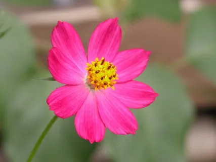 花,Fuscia,大自然 花,Fuscia,大自然