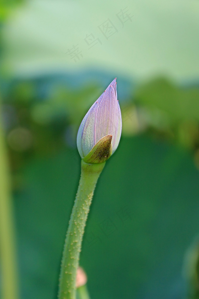 莲花芽，莲花，花，植物，盛开，水生