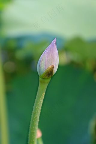 莲花芽，莲花，花，植物，盛开，水生