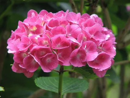 绣球,盛开,成长,花,绿色,粉红色,自然 绣球,盛开,成长,花,绿色,粉红色,自然