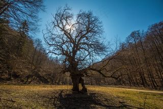 树，天空，Priroda