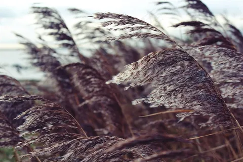 芦苇，湖，银行，自然，景观，秋季，植物