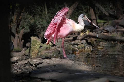 动物，佛朗明哥，鸟，罗莎，动物园