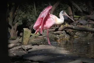 动物，佛朗明哥，鸟，罗莎，动物园