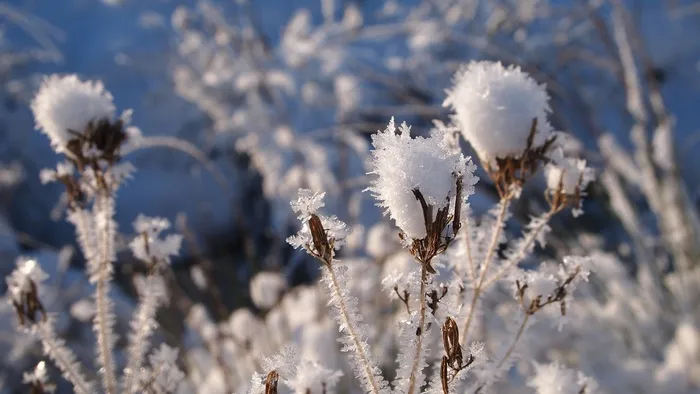 雪，植物，心脏，分支机构，冻结
