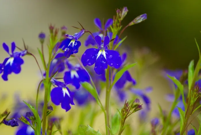 丹参，鲜花，蓝色的花朵，水滴
