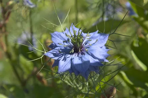 真正的黑孜然，黑孜然，花，开花