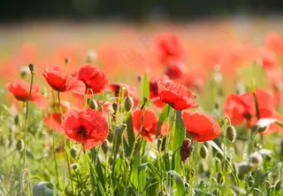 罂粟花田，罂粟，罂粟花，Klatschmohn，鲜花