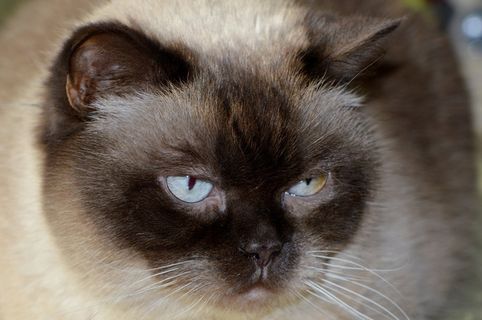 猫，Mieze，英国短毛猫，亲爱的，蓝眼睛