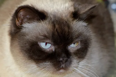 猫，Mieze，英国短毛猫，亲爱的，蓝眼睛