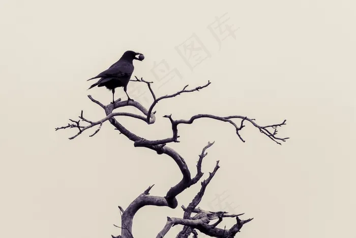 乌鸦，鸟，冬季，黑色，乌鸦鸟，卡尔，鸦科