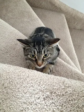 猫，楼梯，狩猎，可爱，猫的，基蒂，小猫