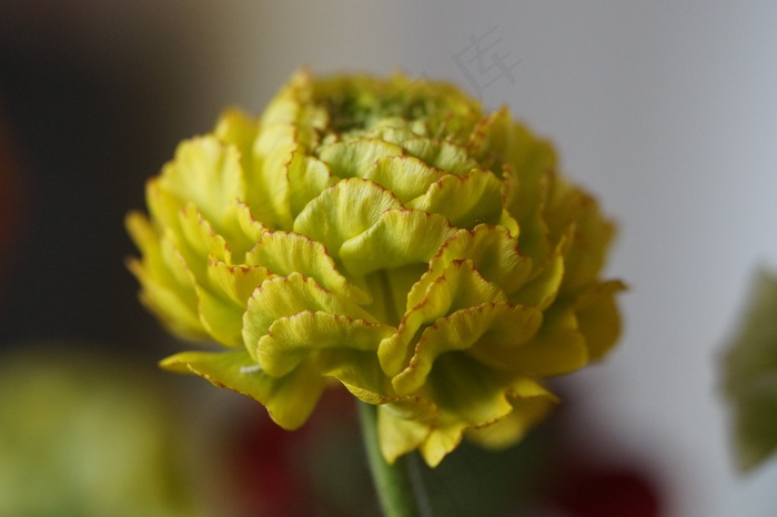 花，开花，毛an属，新育种