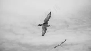 海鸥，鸟，动物，天空，自由，海鸟，动物区系