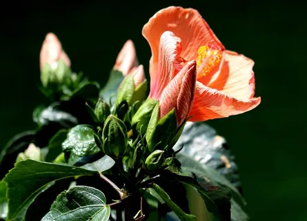 花,鲜花,芙蓉花,关闭 花,鲜花,芙蓉花,关闭