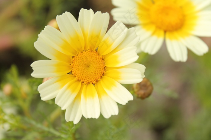 Coleostephus Myconis，鲜花，萨伦托，意大利，白