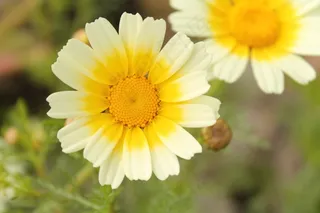 Coleostephus Myconis，鲜花，萨伦托，意大利，白