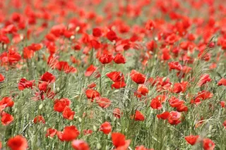 罂粟，红色罂粟，开花，性质，字段