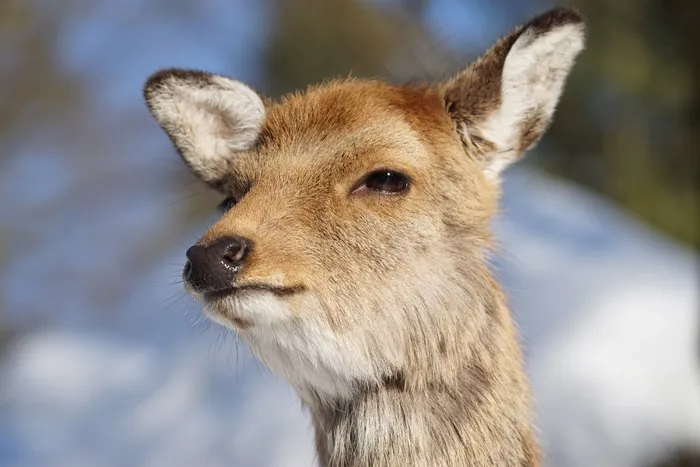 野生动物公园，免费猎鹿
