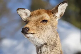 野生动物公园，免费猎鹿