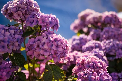美丽,绣球花,紫色,花,光,自然 美丽,绣球花,紫色,花,光,自然