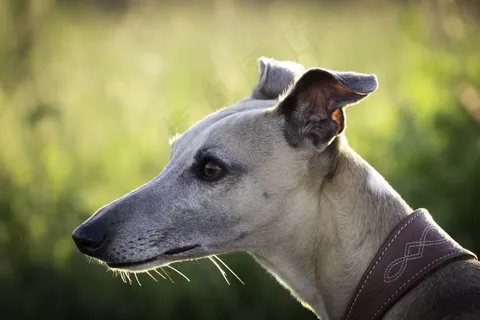 狗，Whippet，猎犬，赛狗头