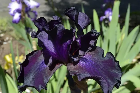 鸢尾花,花,紫,紫色,花的,植物,植物群 鸢尾花,花,紫,紫色,花的,植物,植物群