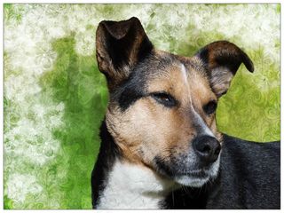 狗，宠物，杂种，狗头，鼻子，狗的外观