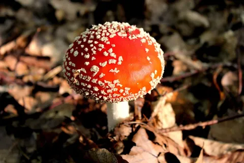 飞木耳,蘑菇,有毒,红色飞木耳,蘑菇 飞木耳,蘑菇,有毒,红色飞木耳,蘑菇