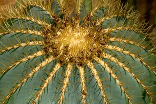 仙人掌，带动，绿色，Pieksen，性质，植物，刺