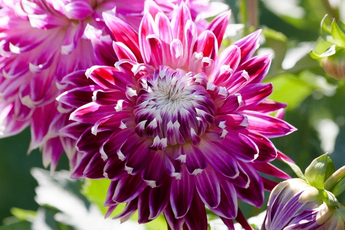 大丽花，大丽花，地热，植物，复合材料，粉红色