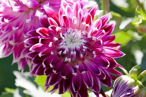 大丽花,大丽花,地热,植物,复合材料,粉红色 大丽花,大丽花,地热,植物,复合材料,粉红色