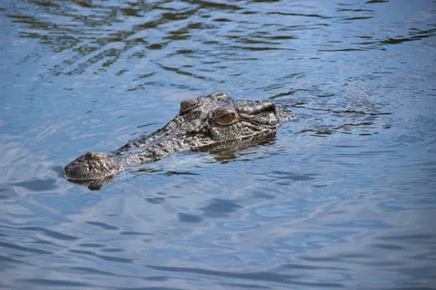 鳄鱼,河,澳大利亚,自然,动物 鳄鱼,河,澳大利亚,自然,动物