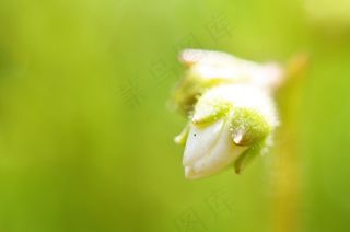 花，自然，植物，花园，宏，鲜花，绿色