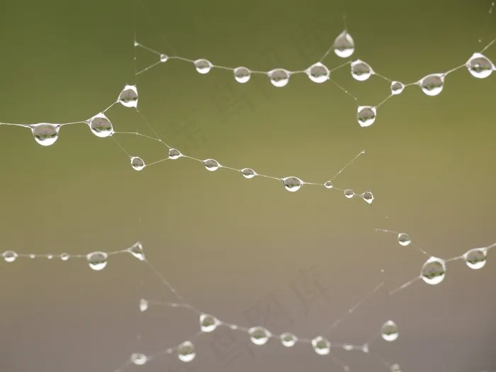 雨，雨后，蜘蛛网，宏观，沉默