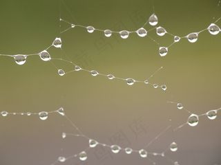 雨，雨后，蜘蛛网，宏观，沉默