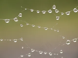 雨，雨后，蜘蛛网，宏观，沉默