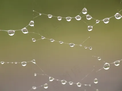 雨,雨后,蜘蛛网,宏观,沉默 雨,雨后,蜘蛛网,宏观,沉默