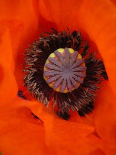 罂粟，鲜红色的罂粟