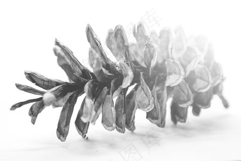 锥，松，装饰，季节性，针叶树，自然