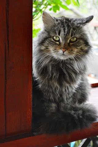 小猫，猫，宠物，我最喜欢的灰色，看着