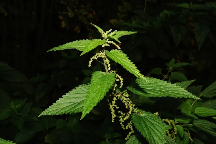 荨麻，叶子，绿色，灼烧的头发，疼痛