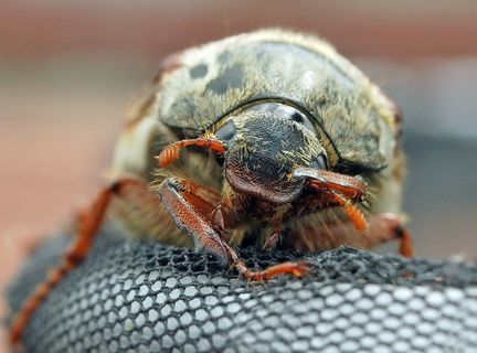 金龟子，甲虫，特写，女性，性质，脸