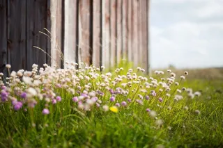 野花，谷仓，草地，增长，植物群，植物学，植物