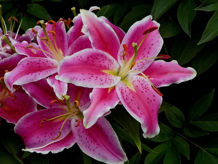 百合，占星师，花的，自然，花，植物群，花瓣