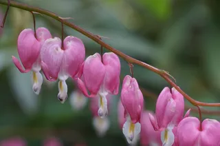 植物，流血的心，花，粉红色，Traenendes