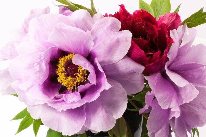 花束，牡丹，花，性质，植物区系，春天，开花