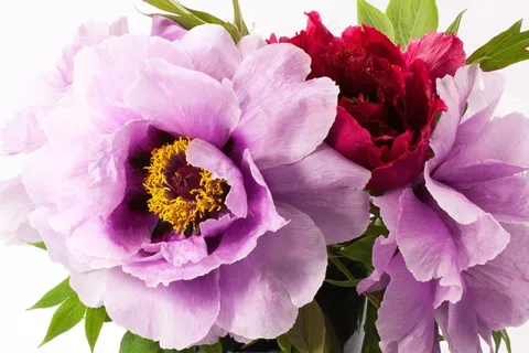 花束,牡丹,花,性质,植物区系,春天,开花 花束,牡丹,花,性质,植物区系,春天,开花