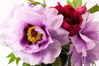 花束，牡丹，花，性质，植物区系，春天，开花