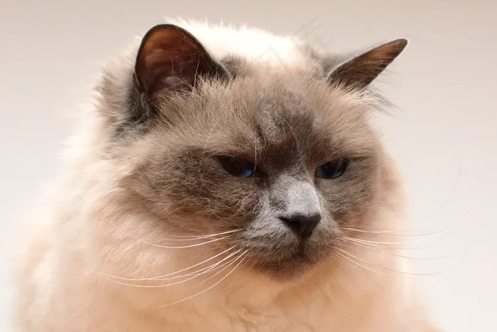 猫，猫脸，头，家猫，胡子，阿迪达斯